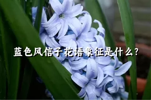 蓝色风信子花语象征是什么？