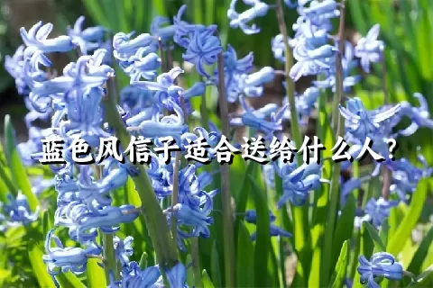 蓝色风信子适合送给什么人？