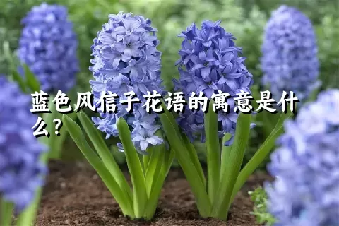 蓝色风信子花语的寓意是什么？