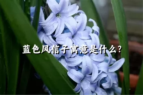 蓝色风信子寓意是什么？