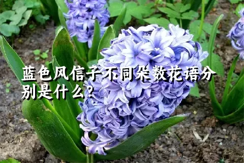 蓝色风信子不同朵数花语分别是什么？