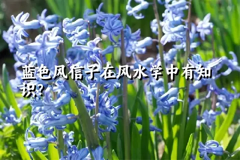 蓝色风信子在风水学中有知识？