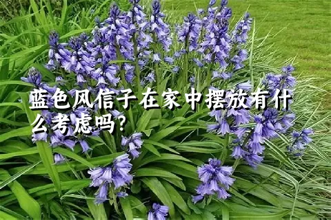 蓝色风信子在家中摆放有什么考虑吗？