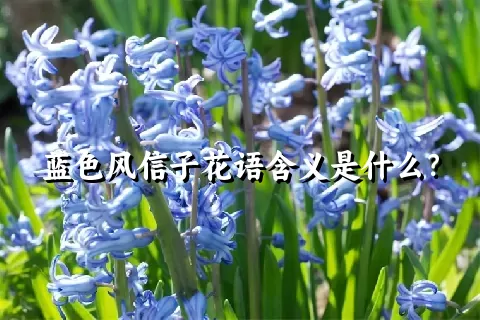 蓝色风信子花语含义是什么？