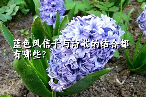 蓝色风信子与诗歌的结合都有哪些？