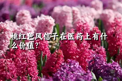 桃红色风信子在医药上有什么价值？