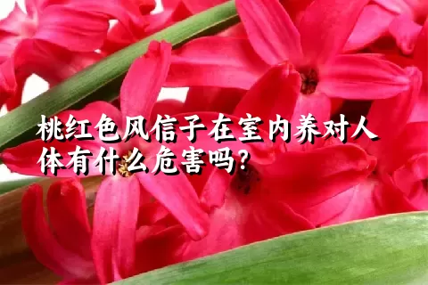 桃红色风信子在室内养对人体有什么危害吗？