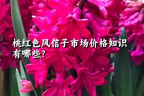 桃红色风信子市场价格知识有哪些？