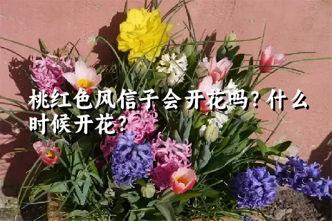 桃红色风信子会开花吗？什么时候开花？