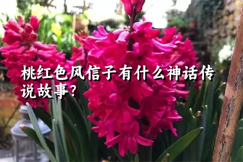 桃红色风信子有什么神话传说故事？