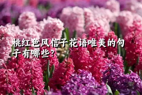 桃红色风信子花语唯美的句子有哪些？