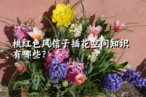 桃红色风信子插花空间知识有哪些？