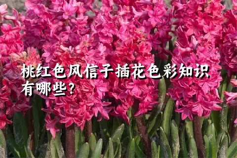 桃红色风信子插花色彩知识有哪些？