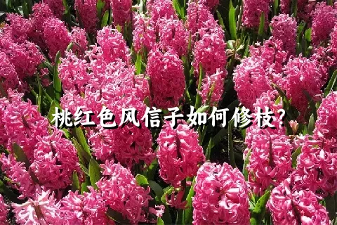 桃红色风信子如何修枝？