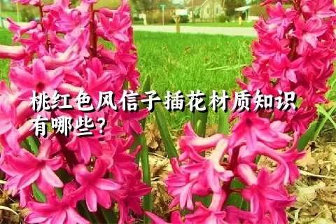 桃红色风信子插花材质知识有哪些？