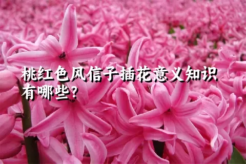 桃红色风信子插花意义知识有哪些？