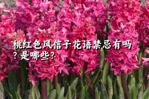 桃红色风信子花语禁忌有吗？是哪些？