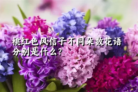 桃红色风信子不同朵数花语分别是什么？