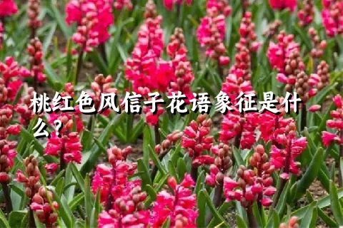 桃红色风信子花语象征是什么？