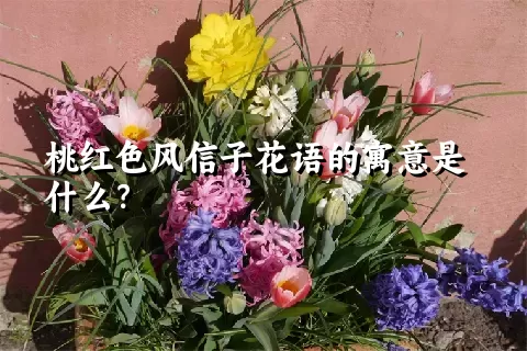 桃红色风信子花语的寓意是什么？