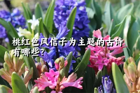 桃红色风信子为主题的古诗有哪些？