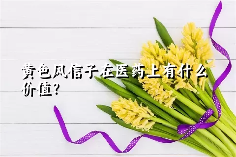 黄色风信子在医药上有什么价值？