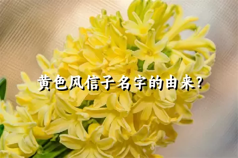 黄色风信子名字的由来？