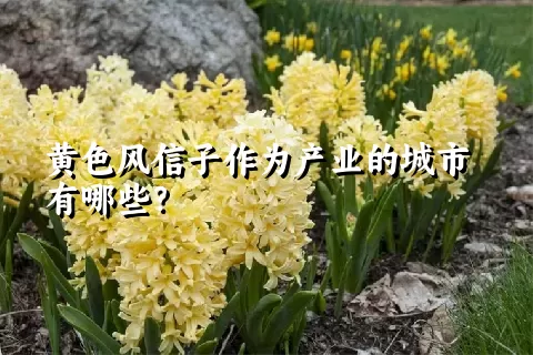 黄色风信子作为产业的城市有哪些？