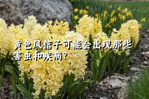 黄色风信子可能会出现那些害虫和疾病？