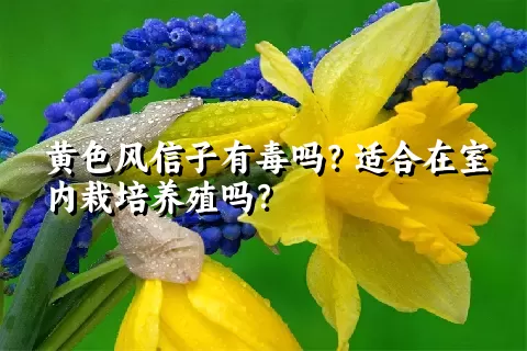 黄色风信子有毒吗？适合在室内栽培养殖吗？