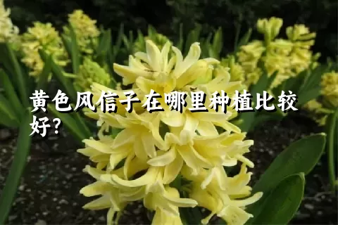 黄色风信子在哪里种植比较好？