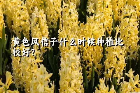 黄色风信子什么时候种植比较好？