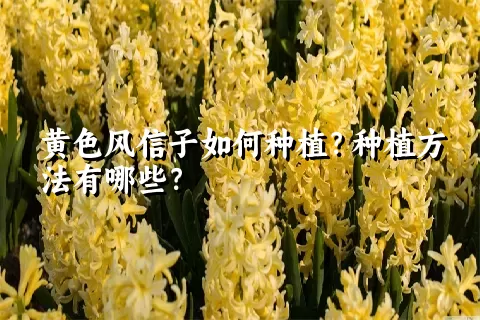 黄色风信子如何种植？种植方法有哪些？