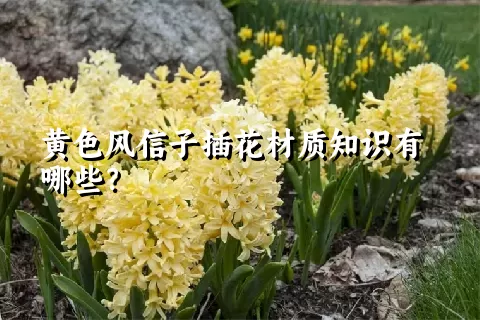 黄色风信子插花材质知识有哪些？