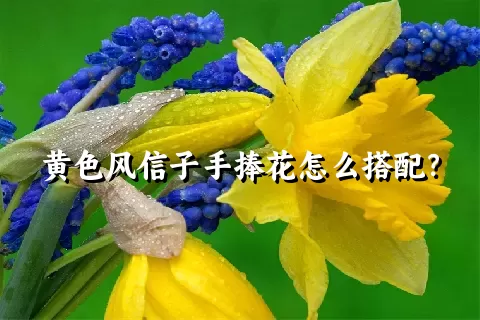 黄色风信子手捧花怎么搭配？