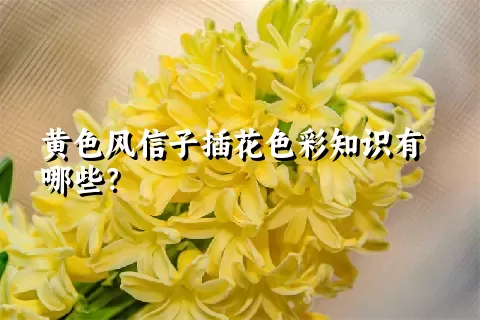 黄色风信子插花色彩知识有哪些？