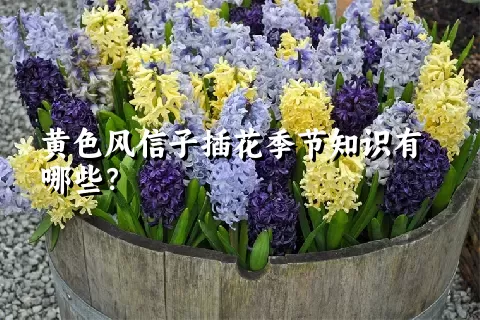 黄色风信子插花季节知识有哪些？