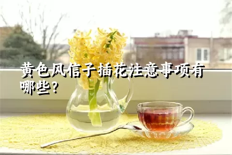 黄色风信子插花注意事项有哪些？