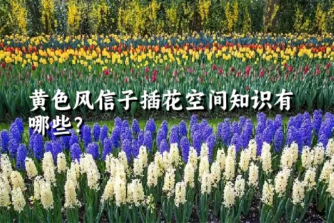 黄色风信子插花空间知识有哪些？