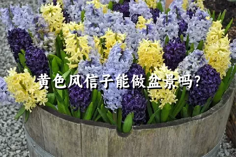 黄色风信子能做盆景吗？