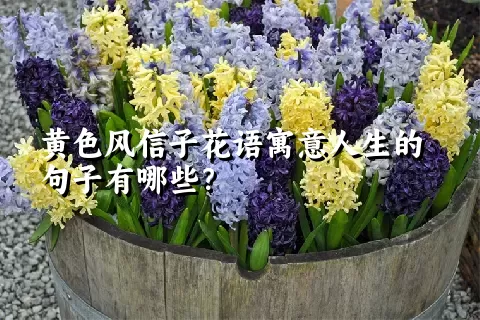 黄色风信子花语寓意人生的句子有哪些？