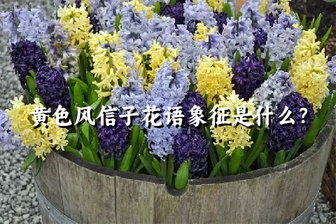 黄色风信子花语象征是什么？