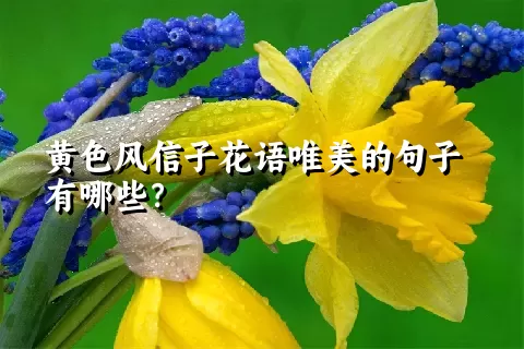 黄色风信子花语唯美的句子有哪些？