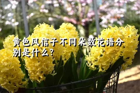 黄色风信子不同朵数花语分别是什么？