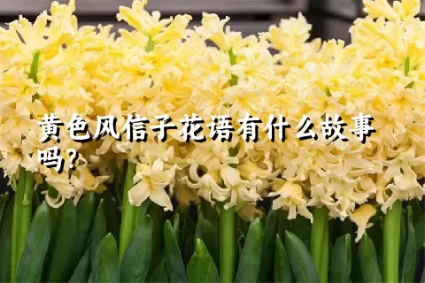 黄色风信子花语有什么故事吗？