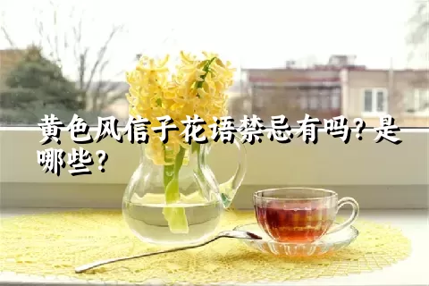 黄色风信子花语禁忌有吗？是哪些？