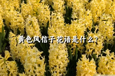 黄色风信子花语是什么？