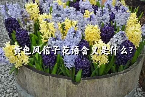 黄色风信子花语含义是什么？