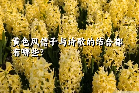 黄色风信子与诗歌的结合都有哪些？