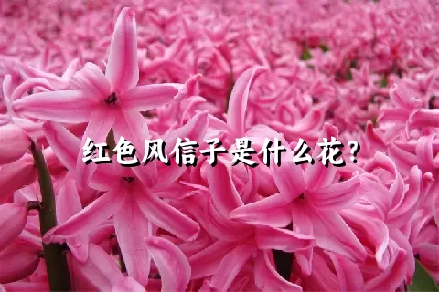 红色风信子是什么花？